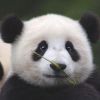 熊猫爱编程
